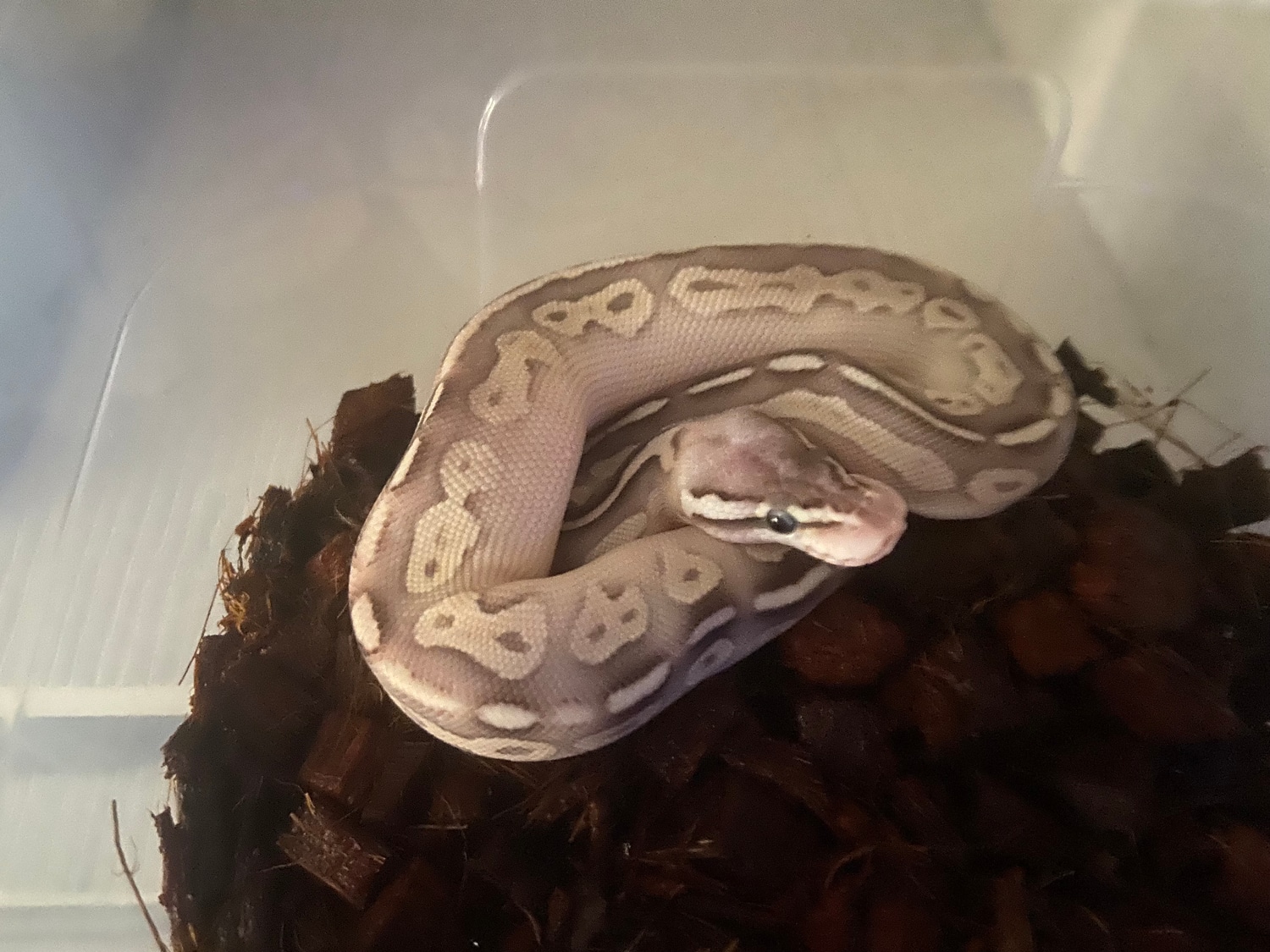 Lesser Cinnamon Pastel Ball Python by Jimmy’s party pets - MorphMarket