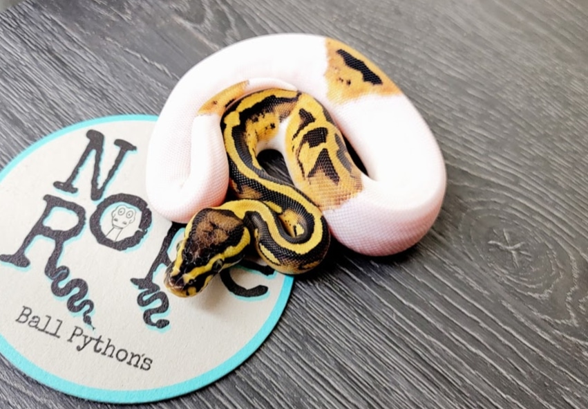 Pastel Pied Ball Python by Nope Rope Ball Pythons - MorphMarket