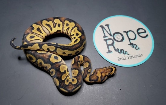 Clown 50% Het Pied Ball Python by Nope Rope Ball Pythons