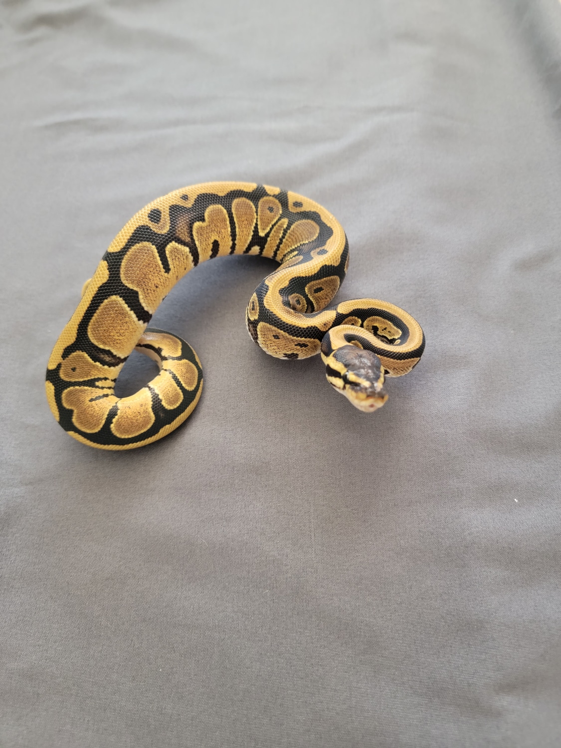 Het Axanthic Vpi Ball Python by NorCal Balls MorphMarket