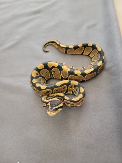 Het Axanthic Vpi Ball Python by NorCal Balls