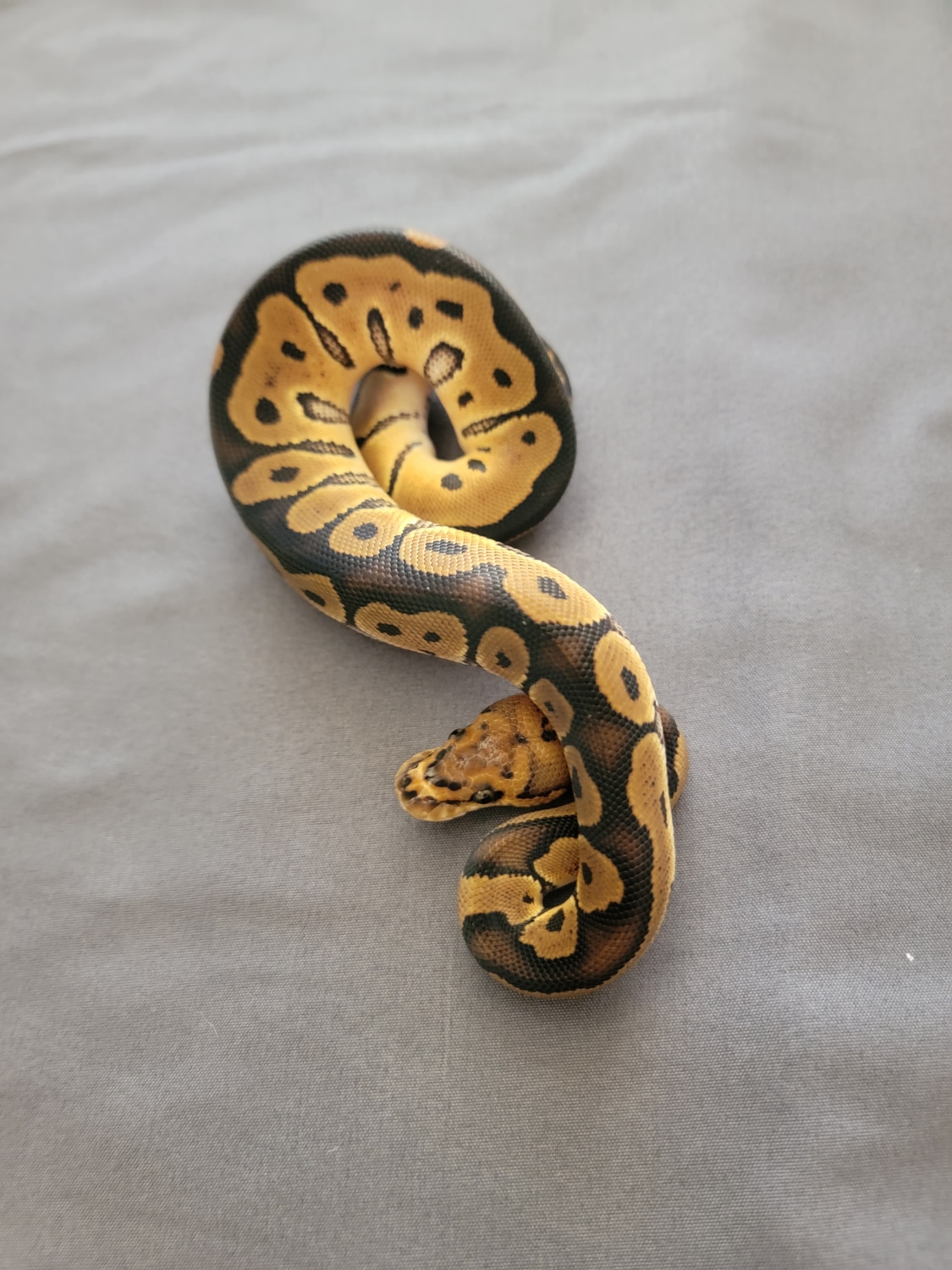 Clown Ball Python by NorCal Balls - MorphMarket
