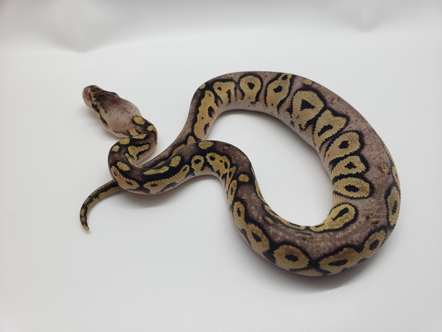 Pastel Bongo YellowBelly Ball Python by NorCal Biotics MorphMarket