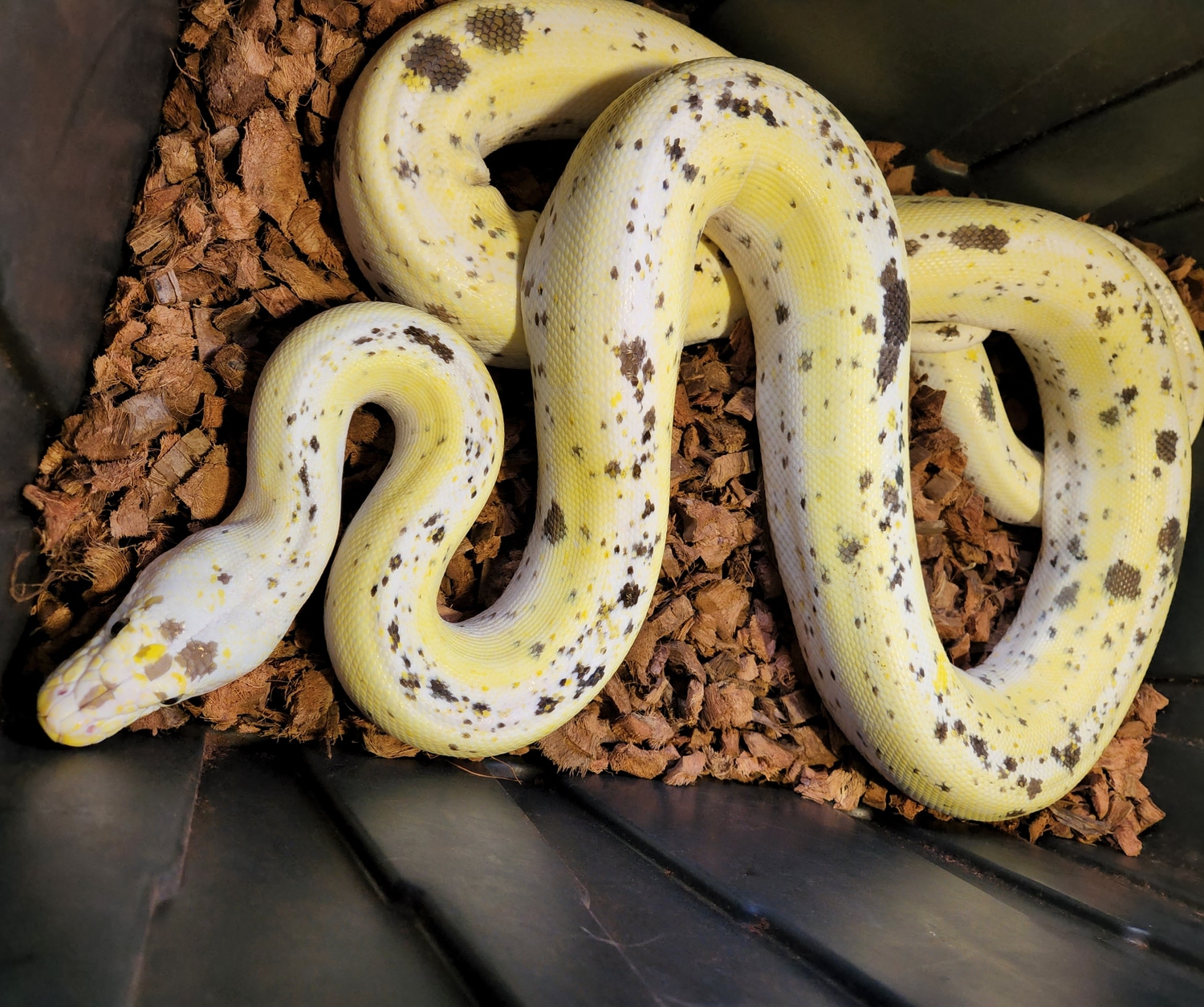 Cow Pos Tiger Adult Male Reticulated Python by NorCal Biotics - MorphMarket