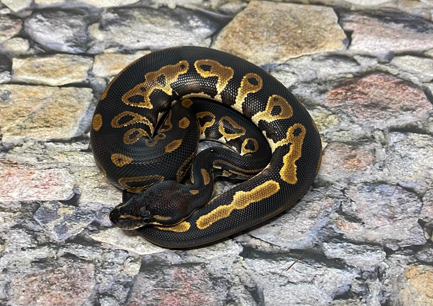 Blackhead Leopard Pos Het Red Pos Het Pied Ball Python by Snake Dr Mad ...