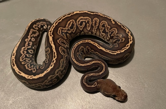 Blackjack Ball Python by Snake Dr Mad Labs