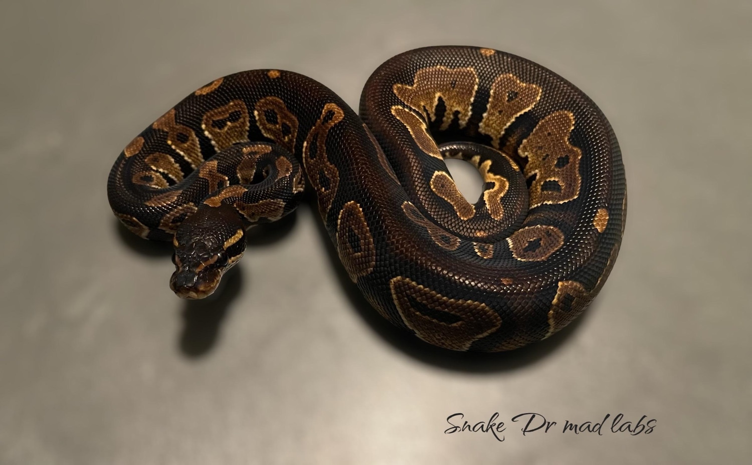 Blackhead Pos HRA Pos HP Ball Python by Snake Dr Mad Labs - MorphMarket