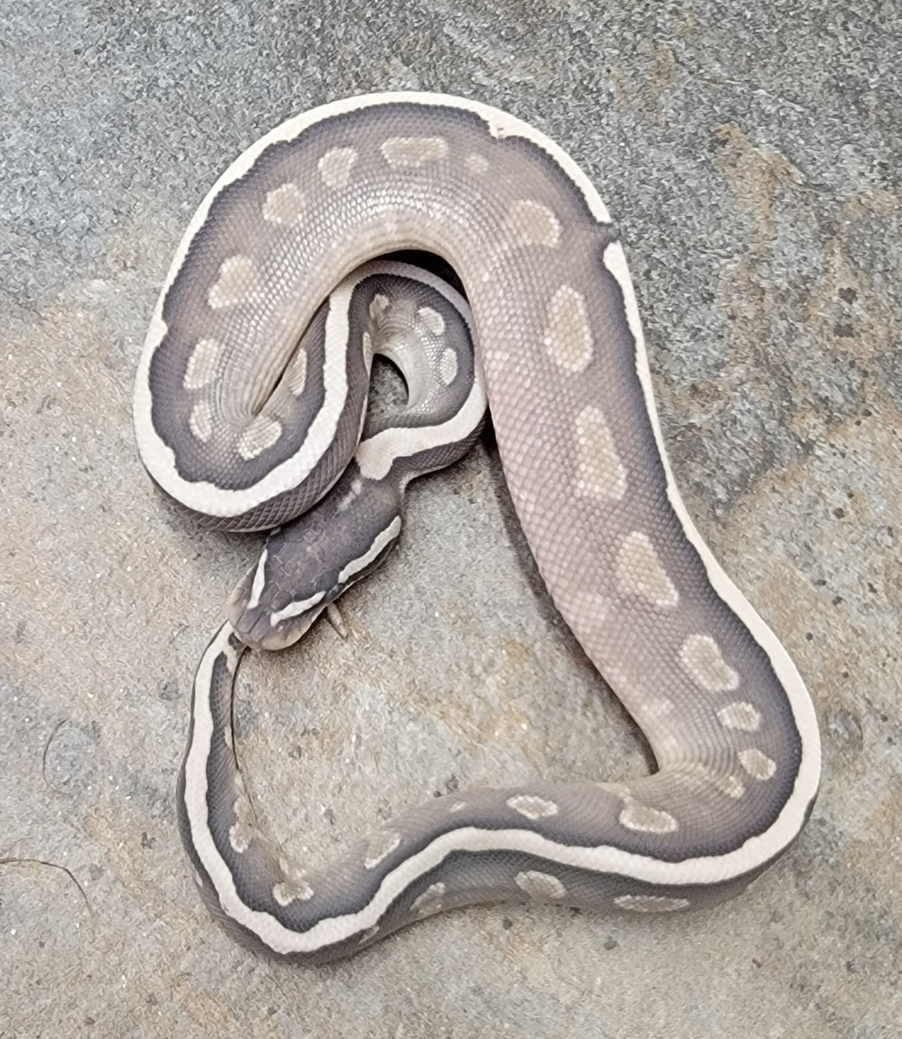 Lesser Ghi Spotnose Pos Yb Ball Python by Dreambox Incubators - MorphMarket