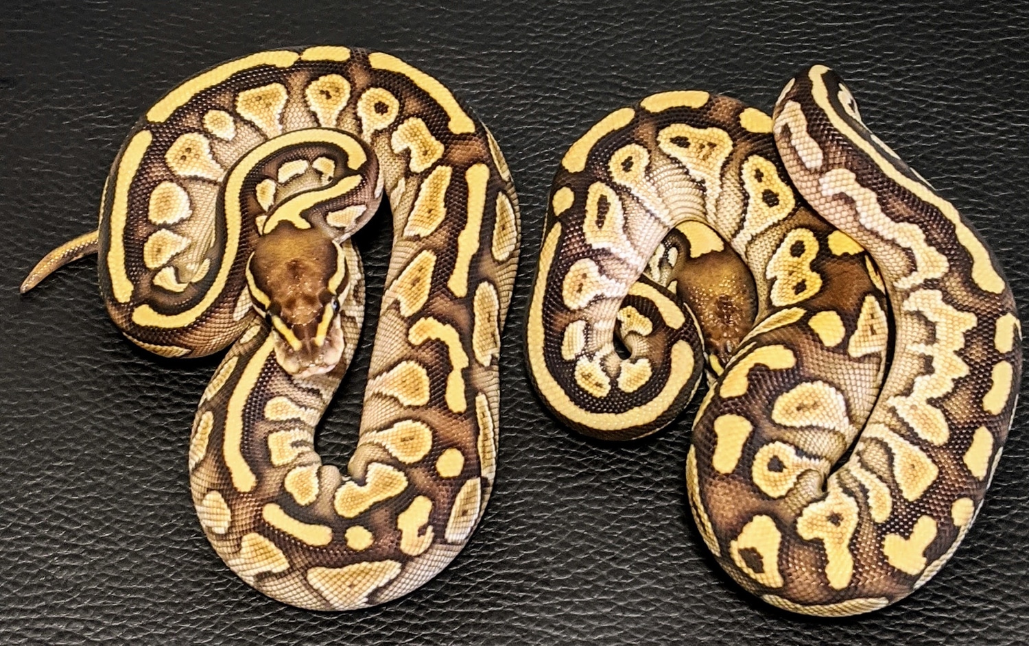 Lesser Dh Albino Pied Ball Python by Northern Regius Reptiles LLC ...