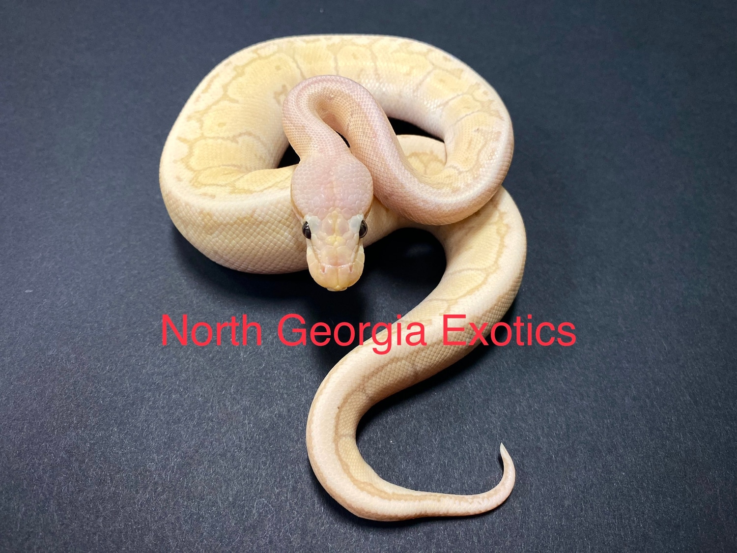 Banana Lemon Blast Ball Python by North Exotics MorphMarket