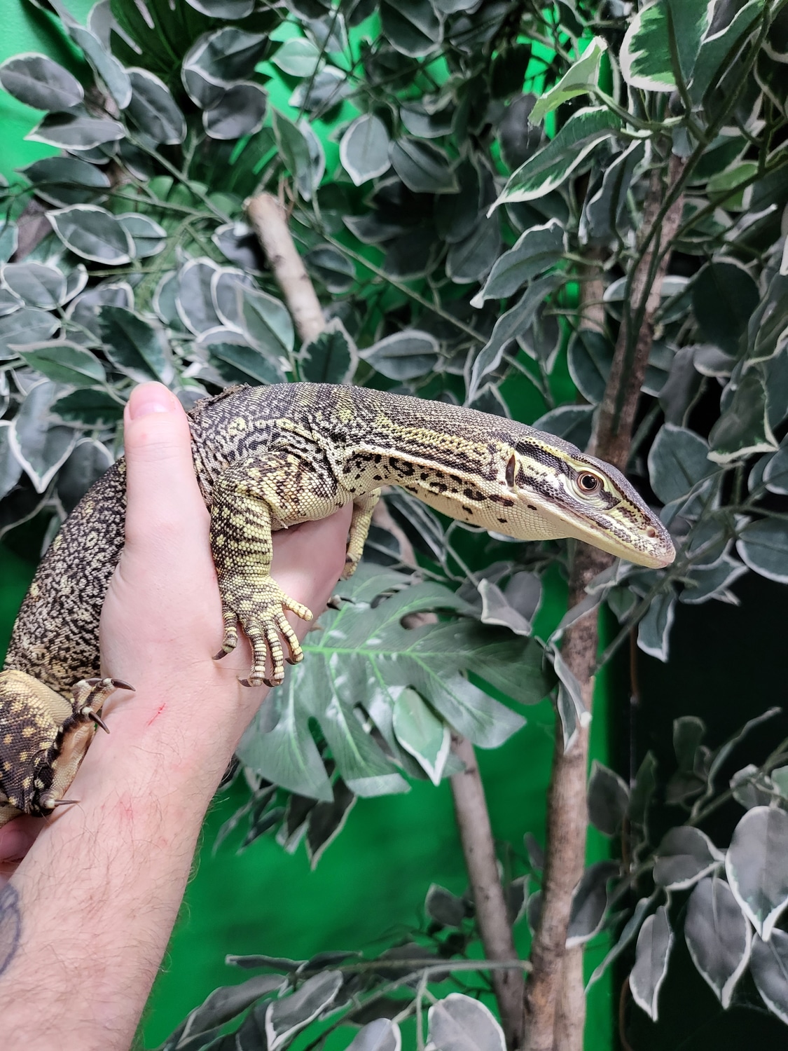 Argus Monitor Other Monitor by North Exotics MorphMarket