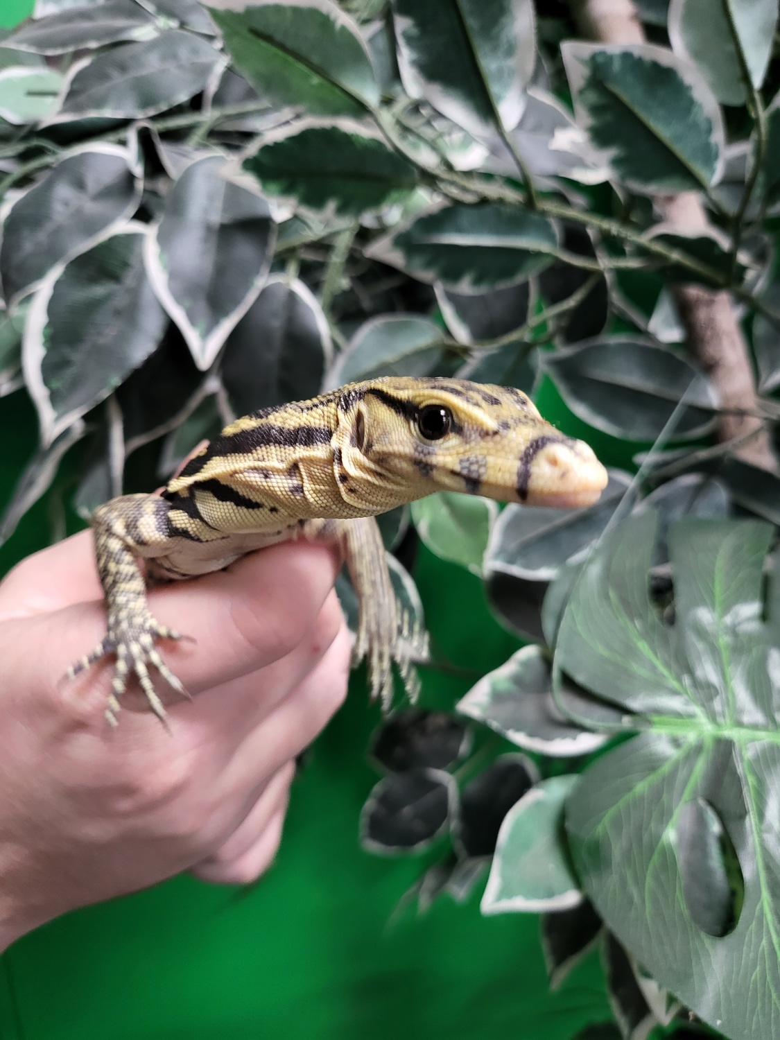 Sumbawa Water Monitor by North Exotics MorphMarket