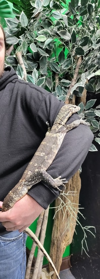 Biv/Axanthic Het Sulphur Water Monitor by North Georgia Exotics