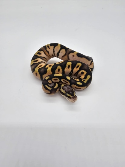 Pastel Calico Ball Python by Northmen Exotics