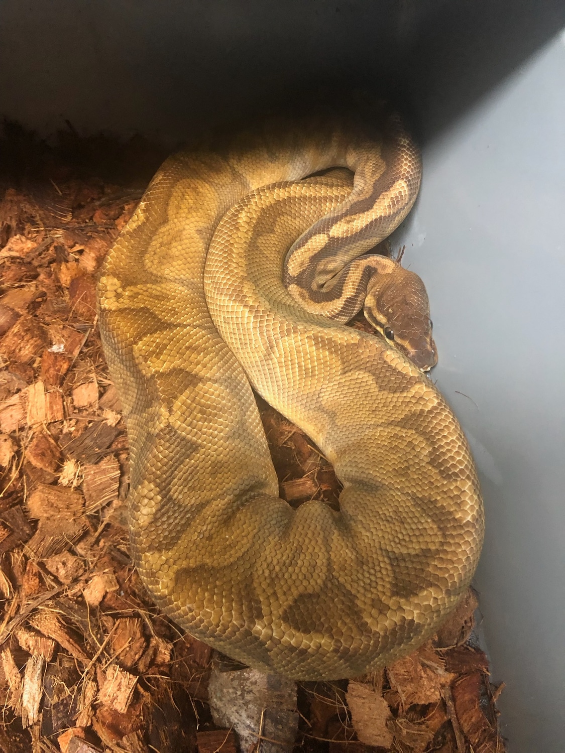 Sunset Ball Python by Novi Pythons - MorphMarket