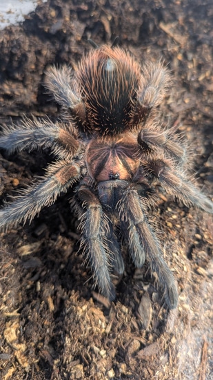 Phormictopus Atrichomatus (Red Island Birdeater) 3 Inches Tarantula by ...