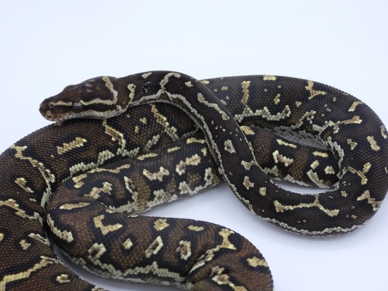 Angolan Python by Noyce Ark