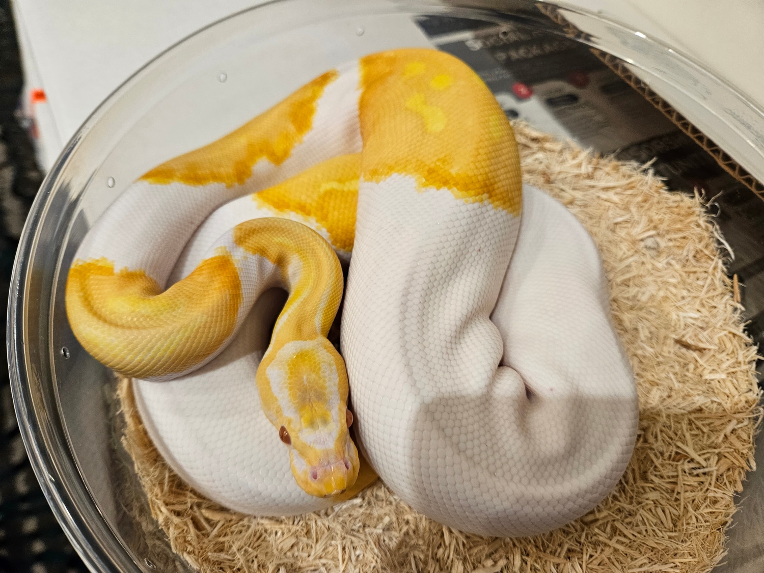 Albino Pied Ball Python by NPS Enterprises - MorphMarket