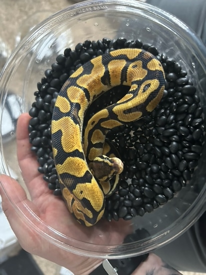 Image showcasing Wholesale Lot 6 Ball Pythons by The Constrictor Den