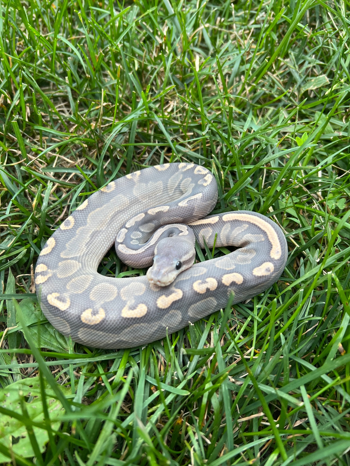 GHI Cinnamon Hypo Male Ball Python by S&Nakes MorphMarket