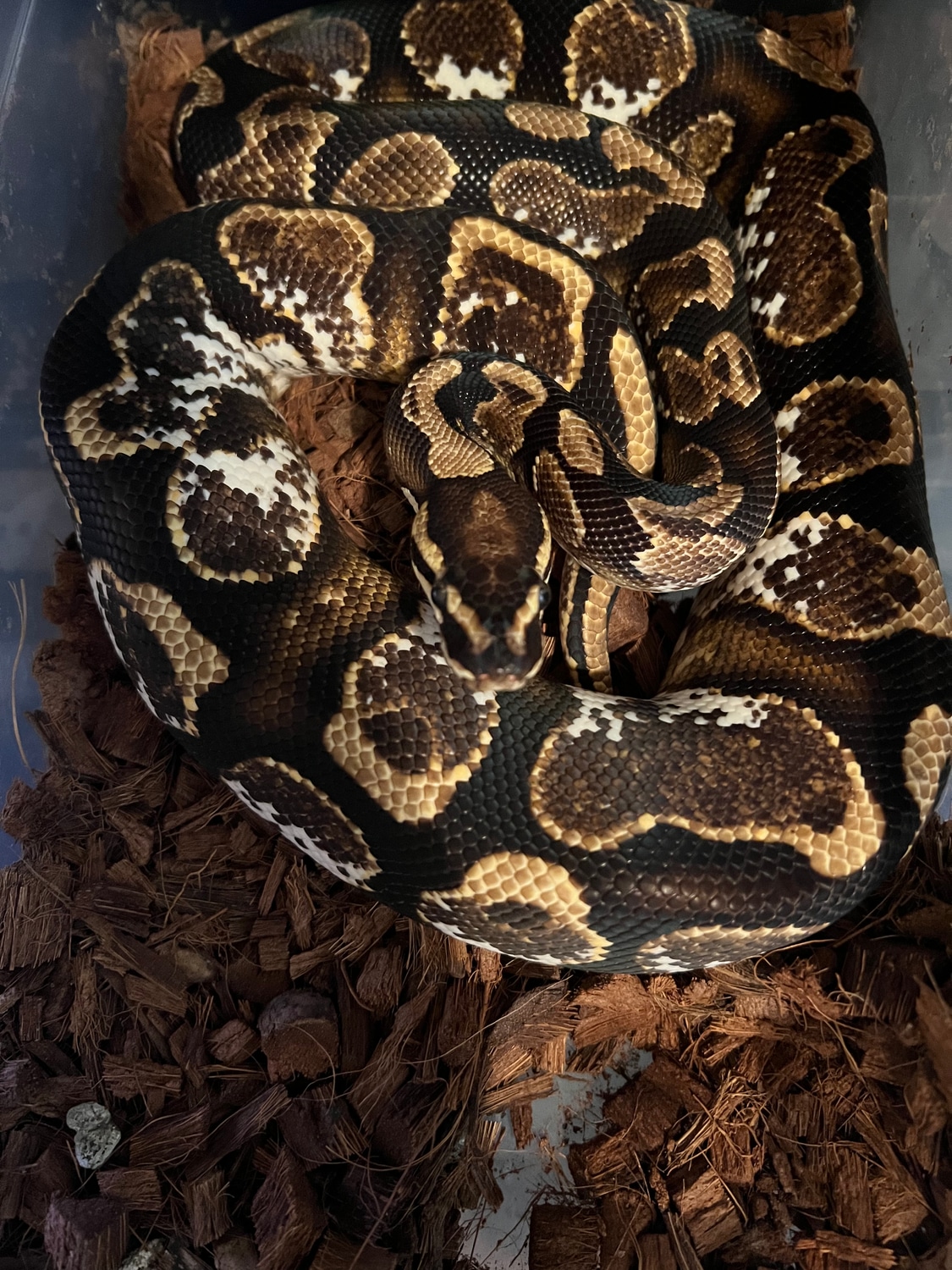 Calico Yellowbelly Ball Python by S&Nakes - MorphMarket