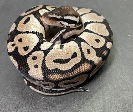Pastel TSK Axanthic Ball Python by J. Ulrich Reptiles - MorphMarket