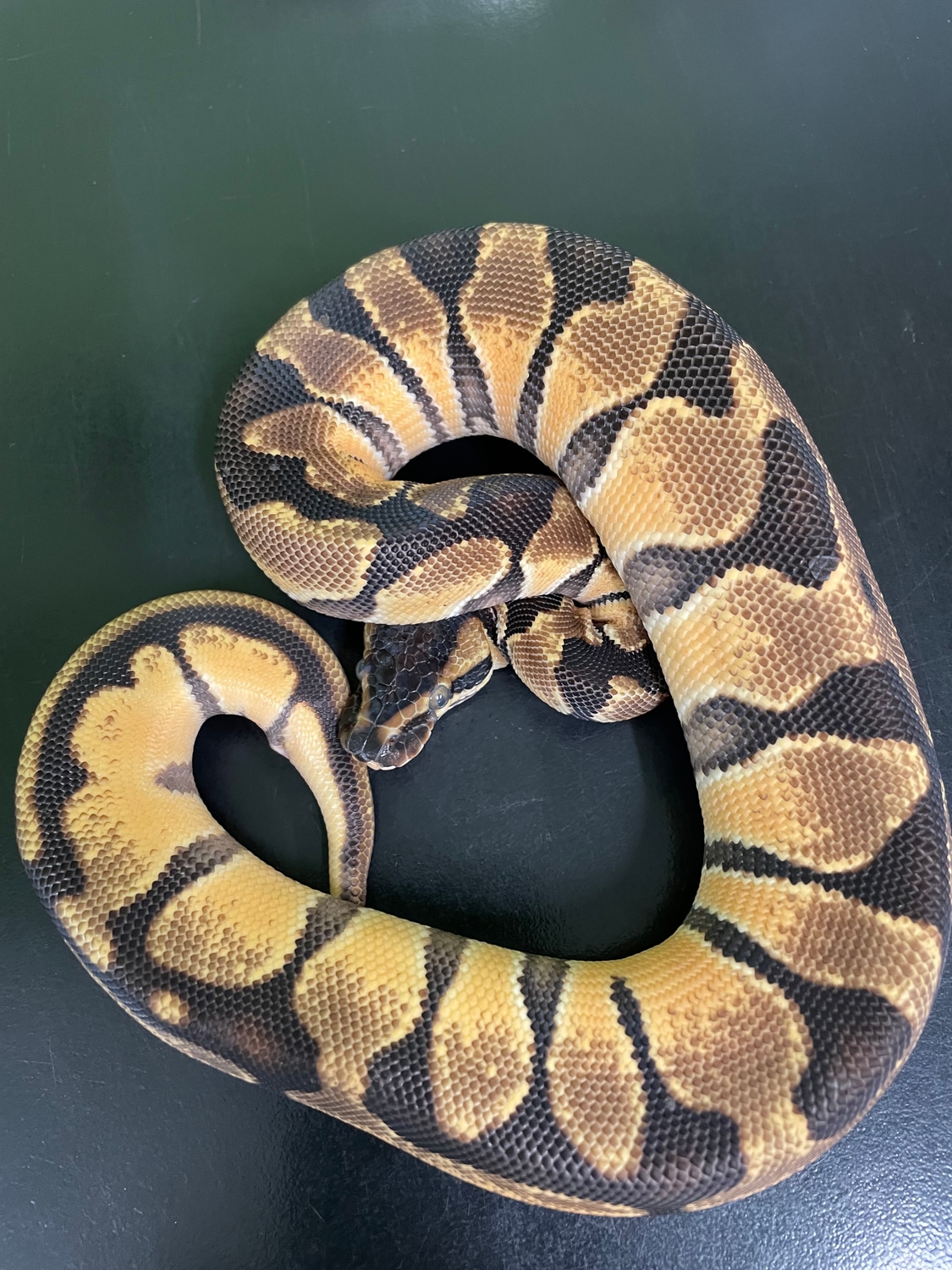Enchi Orange Dream Ball Python by Nuneaton Reptiles & Exotics MorphMarket