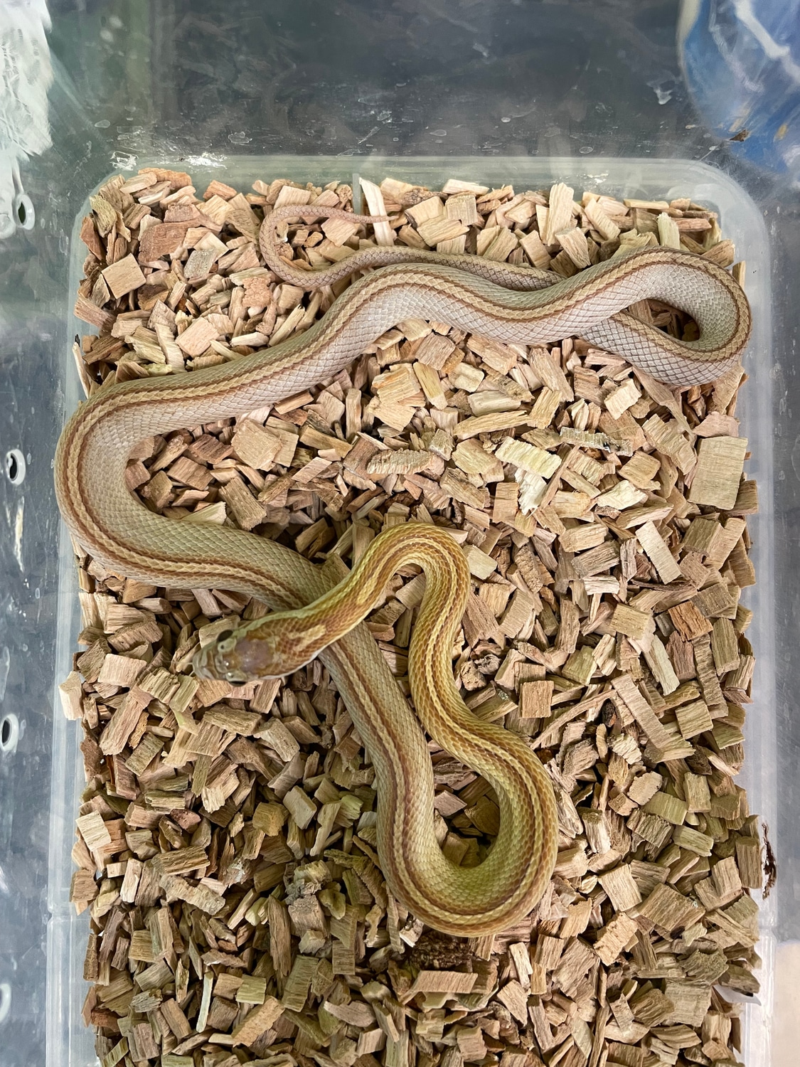 Gold Dust Tessera Motley Het Anery Corn Snake by Nuneaton Reptiles & Exotics MorphMarket