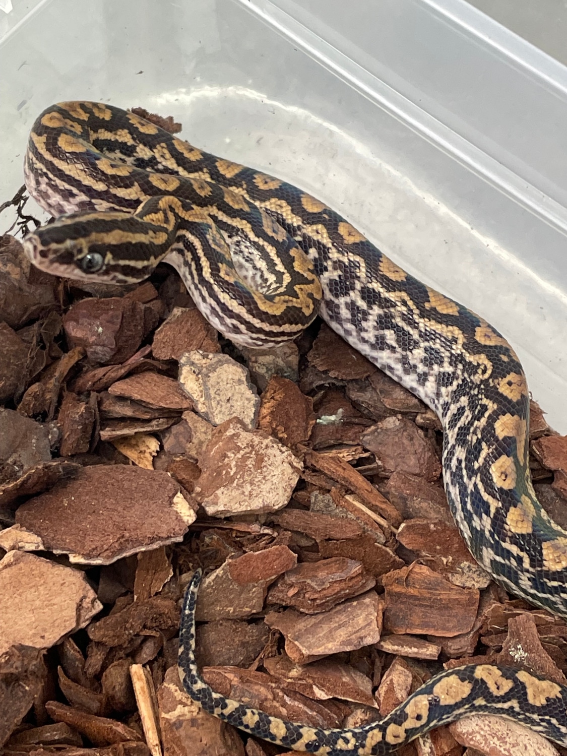 Paraguayan Rainbow Boas Argentine Rainbow Boa by Nuneaton Reptiles