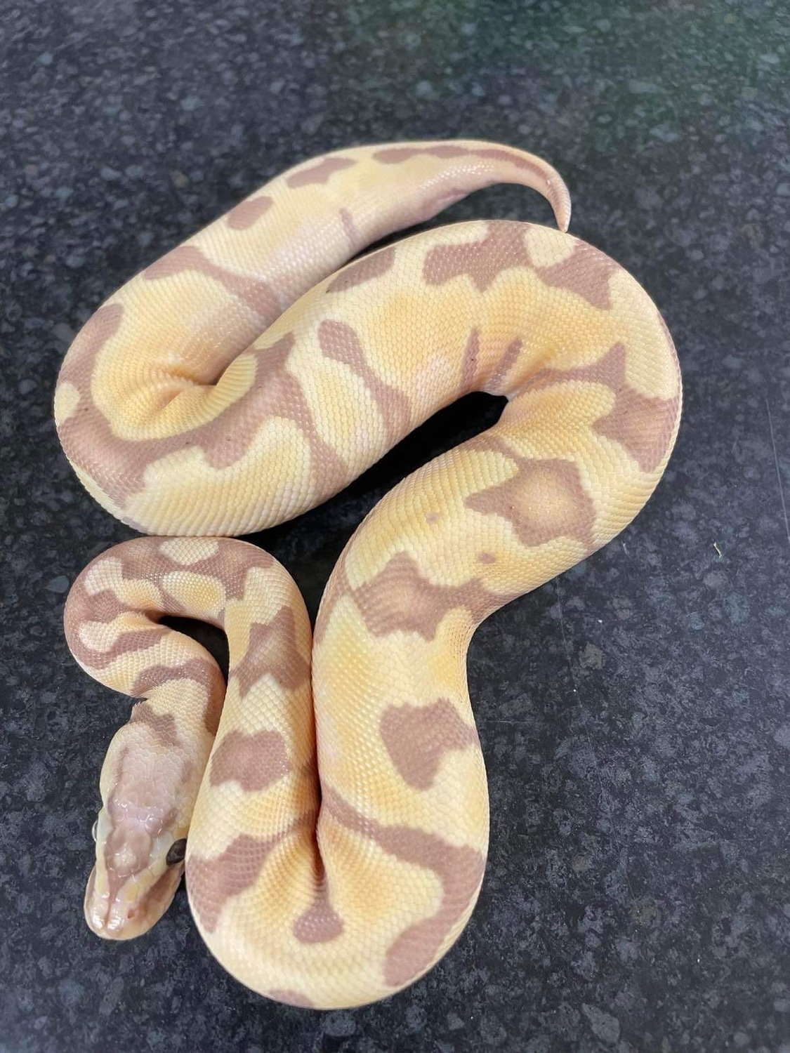 Banana Enchi Ball Python by Nuneaton Reptiles & Exotics - MorphMarket