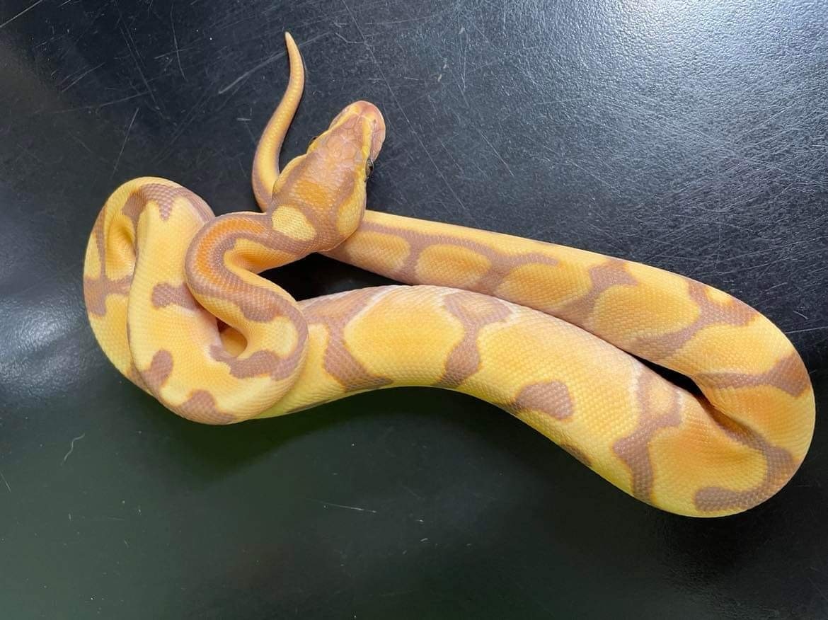 Banana Enchi Orange Dream Ball Python by Nuneaton Reptiles & Exotics