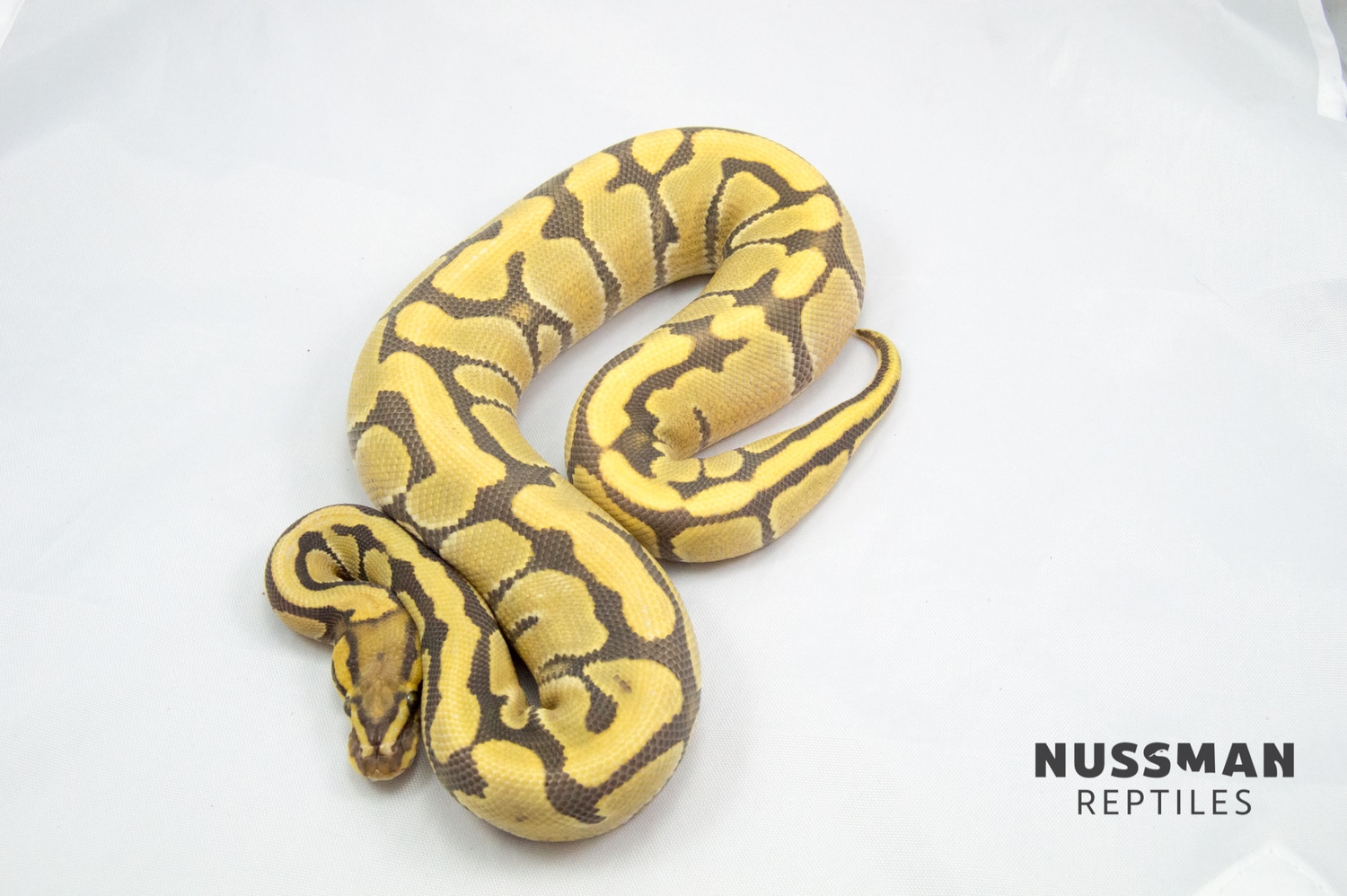 Fire Enchi Hypo Ball Python by Nussman Reptiles - MorphMarket