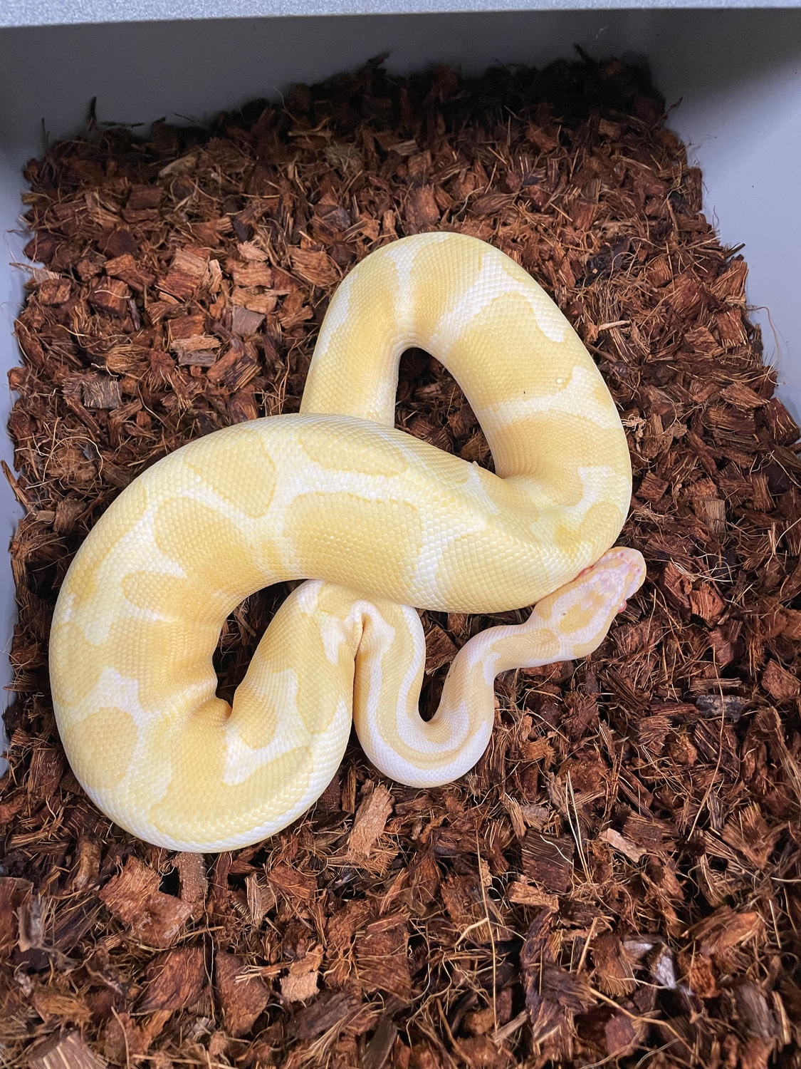 Albino Het Pied, Possible ODYB Blackhead Ball Python by Nussman ...
