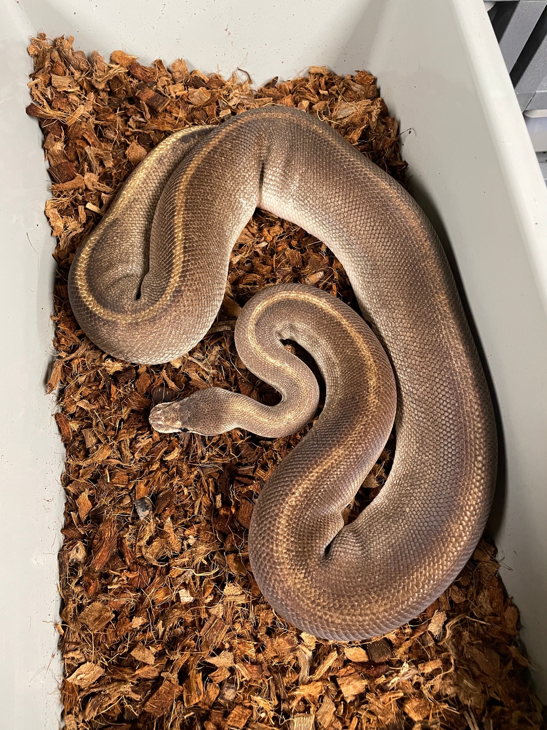 Champagne Pinstripe Blackhead Het Hypo Ball Python by Nussman Reptiles
