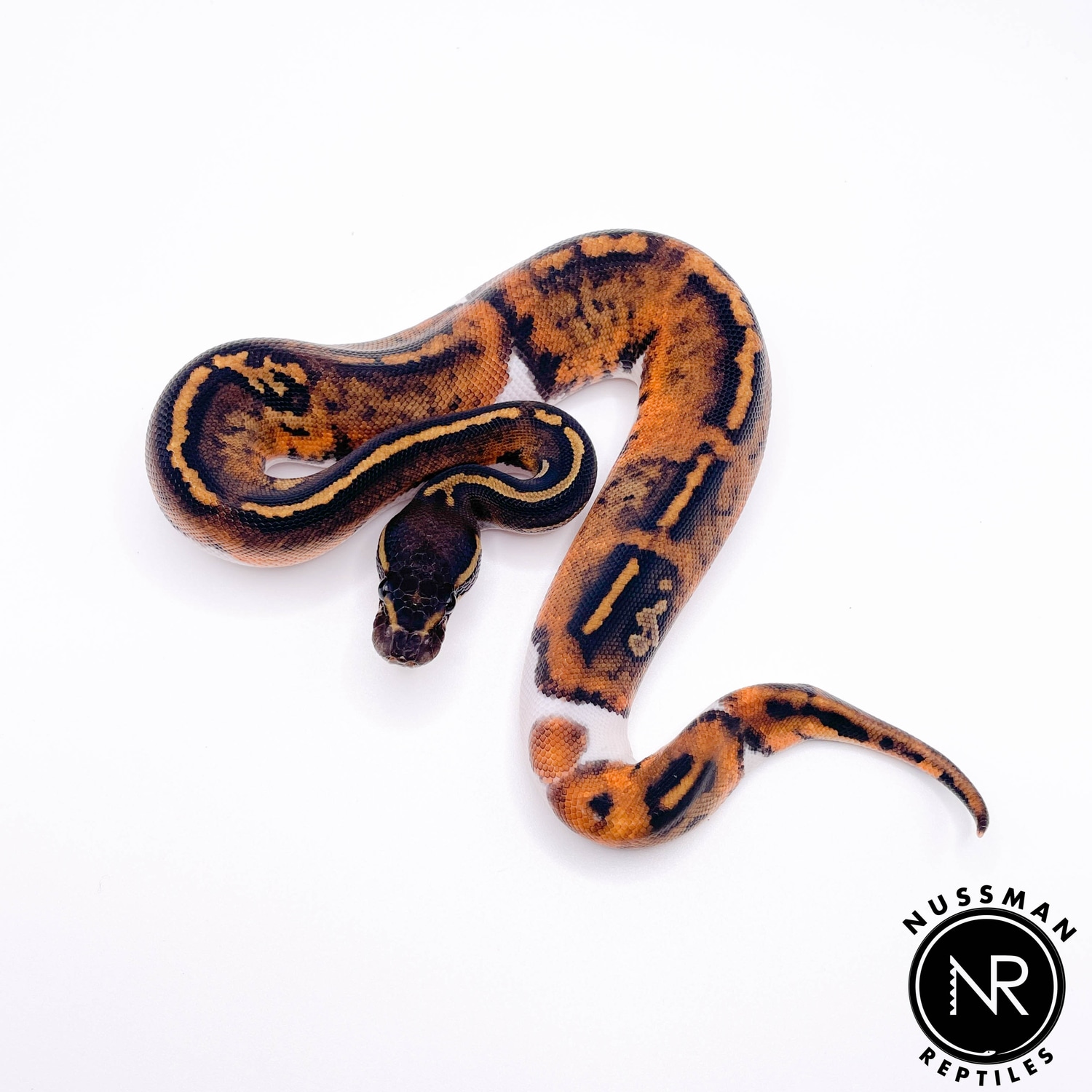 Blackhead Ringer Gene Pied Ball Python by Nussman Reptiles - MorphMarket