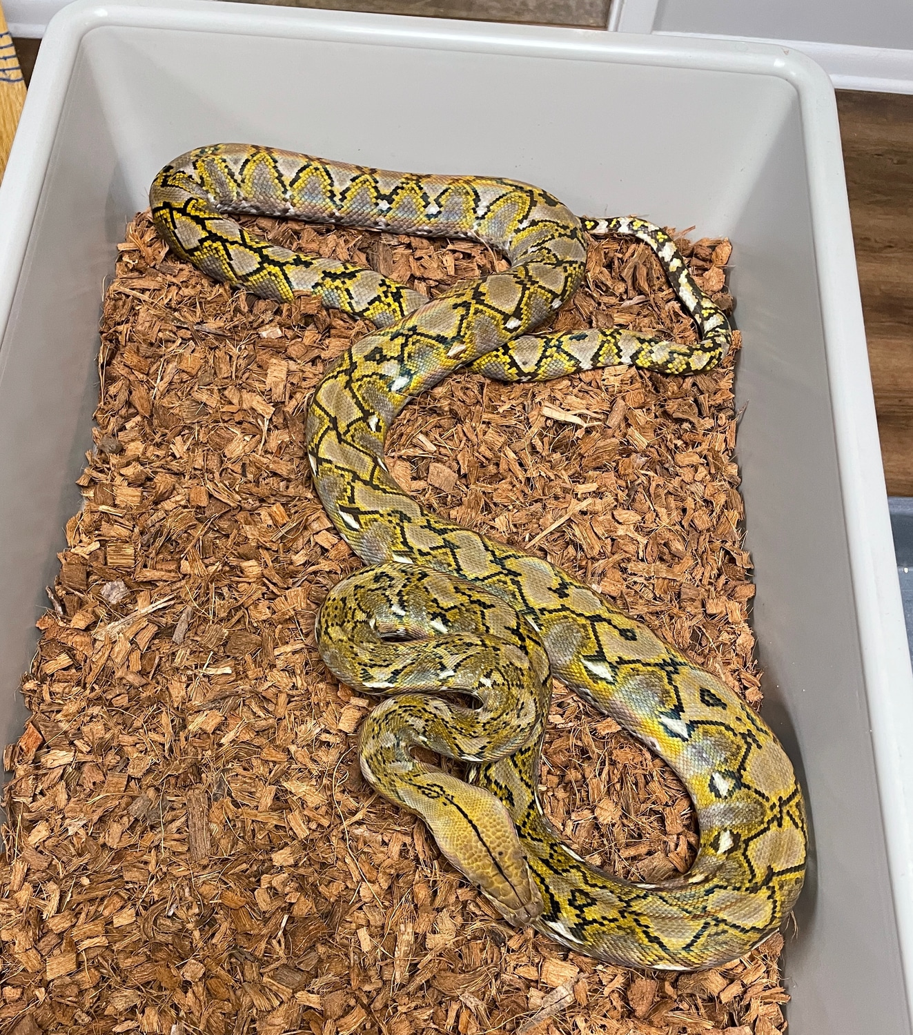 100% Kalatoa Super Dwarf Reticulated Python by Nussman Reptiles ...