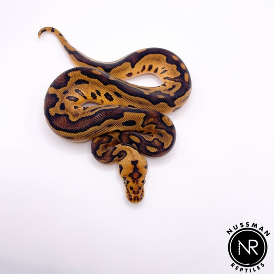 洋楽 Anonymous snake attack 7\"US Hand colored Anonymous snake attack 7