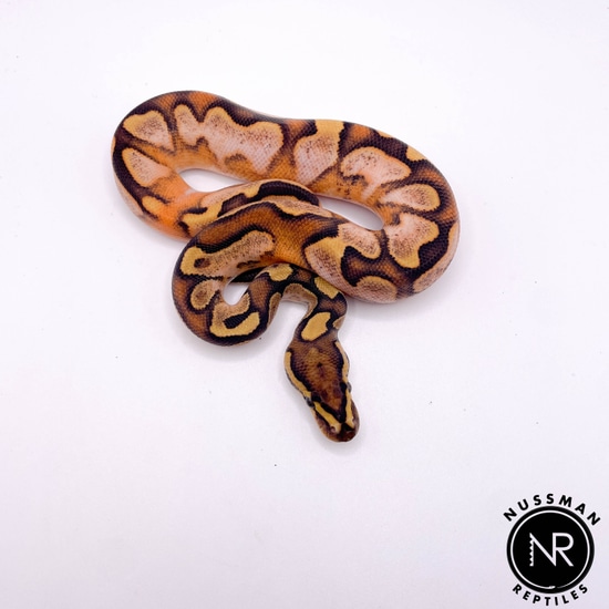 Enchi Fire Calico Dh Hypo Clown Ball Python by Nussman Reptiles