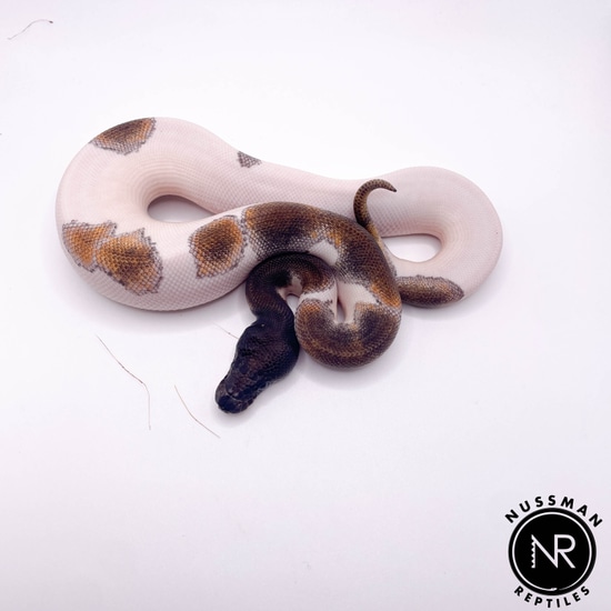 Blackhead Ivory Ball Python Leopard Blackhead Mojave Pied Het Clown Ball Python by Nussman Reptiles