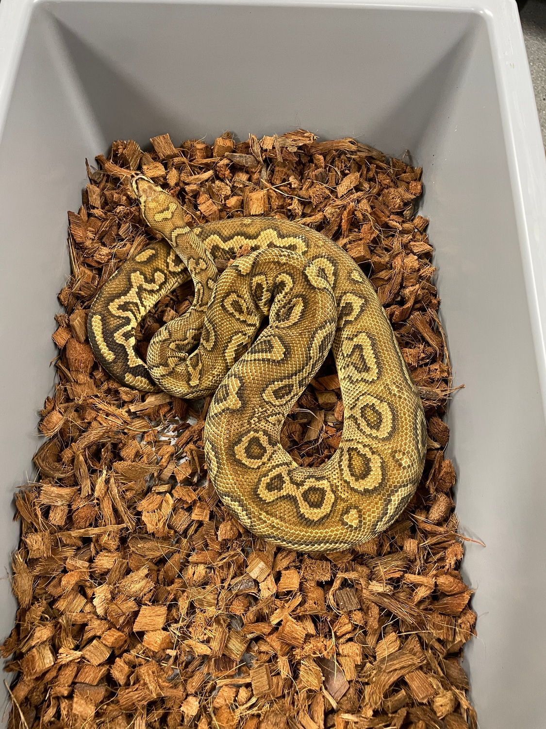 Hurricane Enchi YB Clown Profile Picture