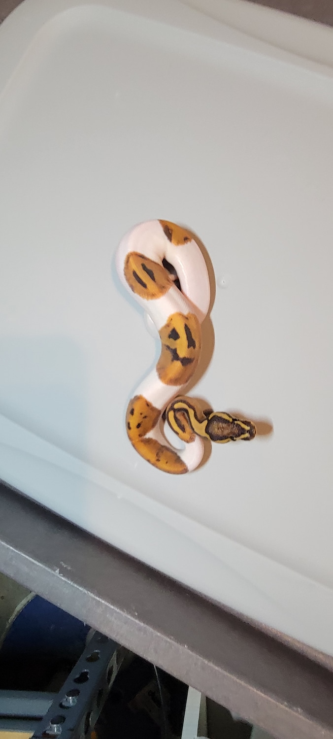 Pied With Smile Ball Python by NV my Balls - MorphMarket