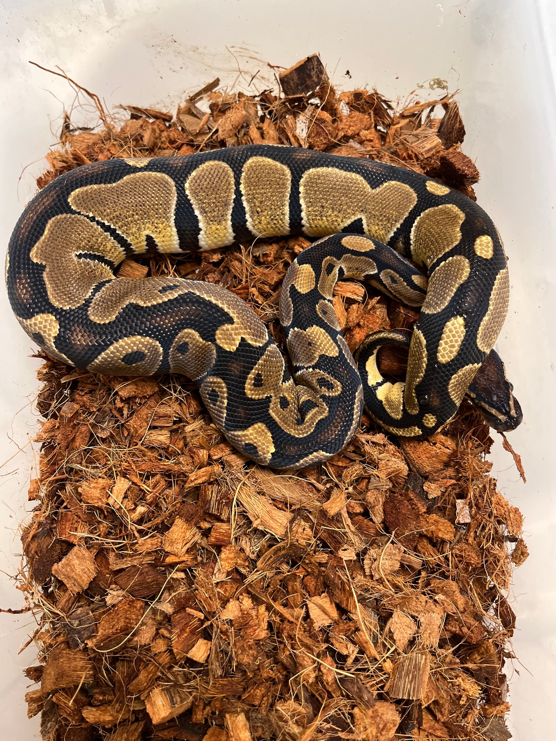 8-21-1-04 Ball Python by NW Ball Pythons LLC - MorphMarket