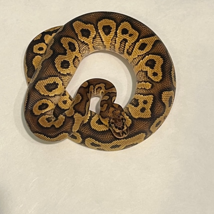 Hurricane YB Clown Ball Python