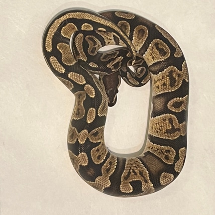 OD GHI Dbl Het Pied DG Ball Python