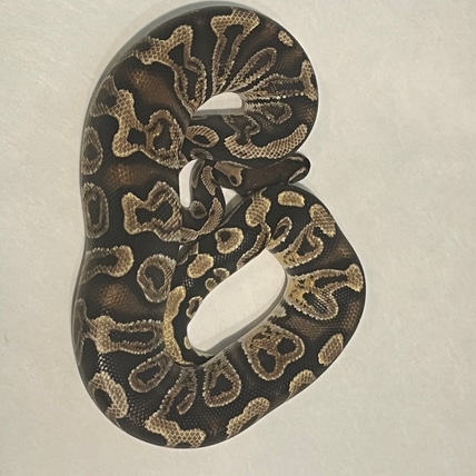 OD GHI Dbl Het Clown DG Ball Python