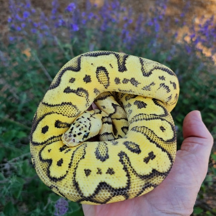 YB Firefly Clown Ball Python