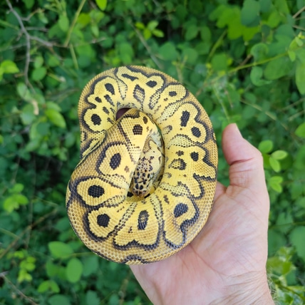 Pastel Hurricane Clown Ball Python