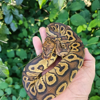 Hurricane YB Clown Ball Python
