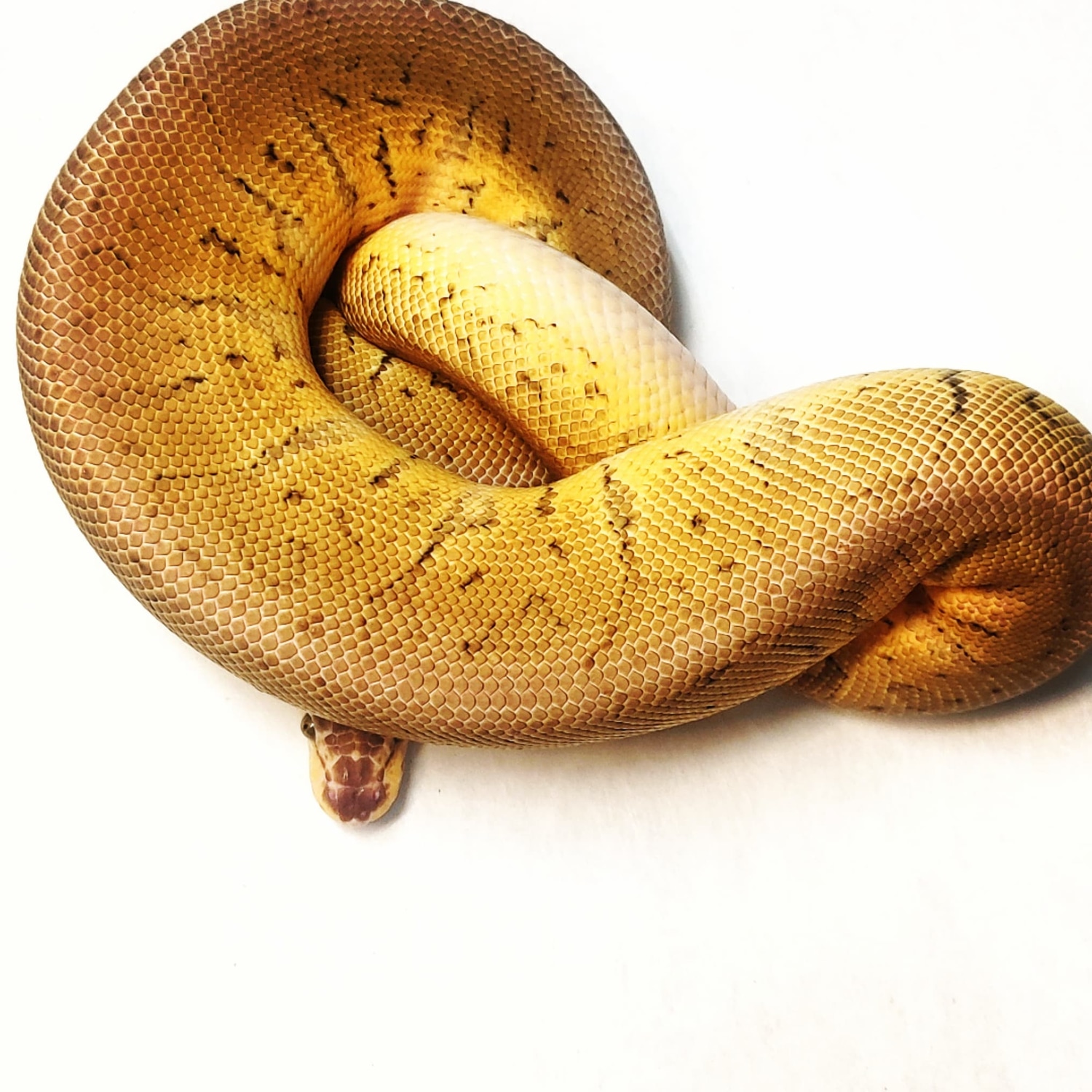 Killer Blast Het Clown Ball Python by NorthWestReptileFeeders - MorphMarket
