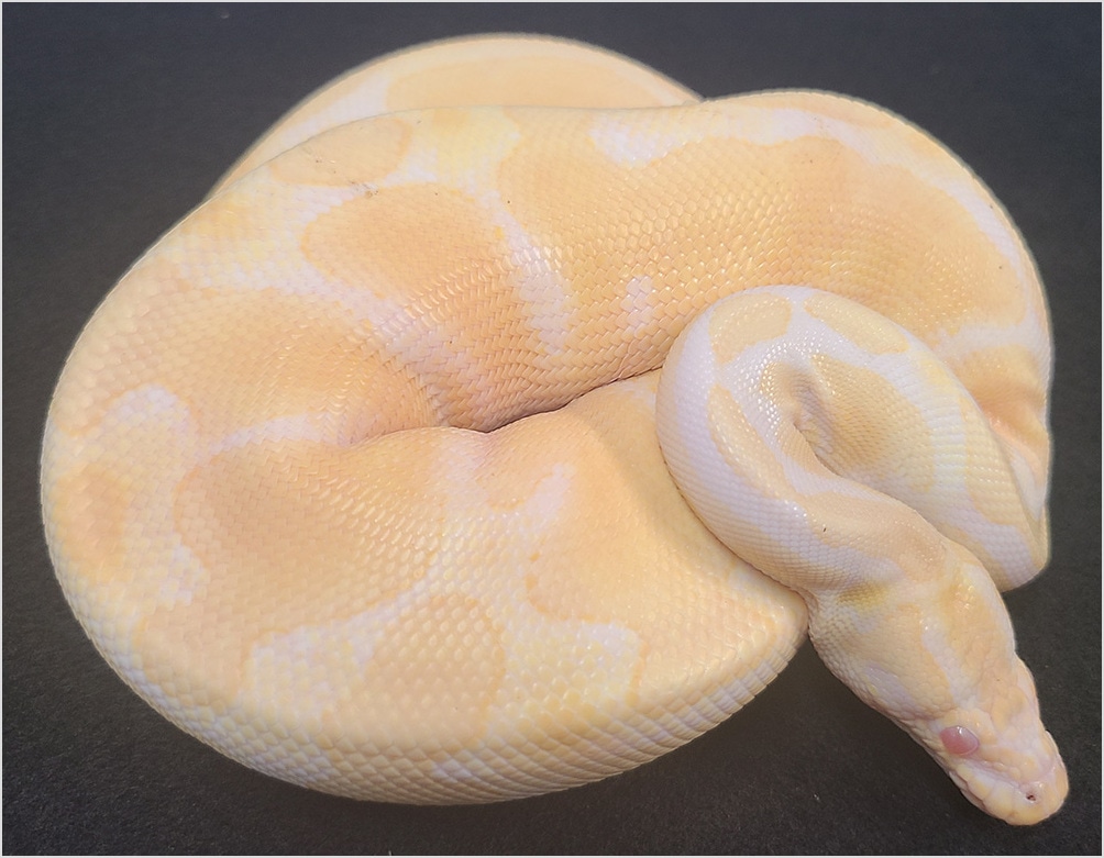Albino Het Piebald Ball Python by Northwest Reptiles - MorphMarket